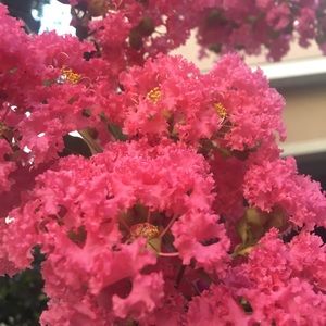 Meet your Posher, Ivy